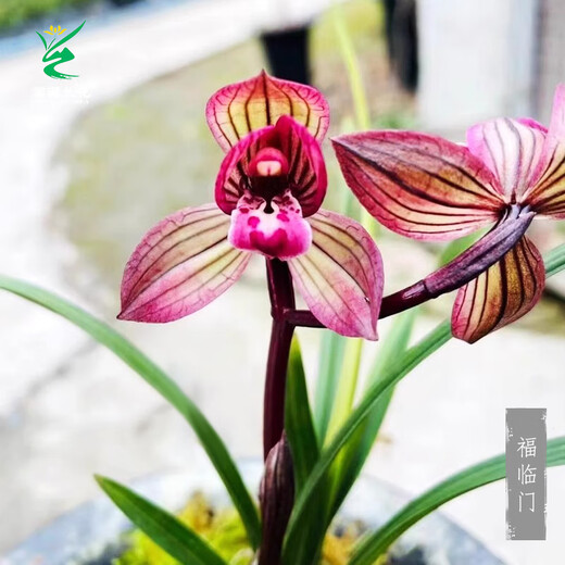 Wengyuan Orchid Lotus Petal Orchid Fulinmen Thin-Leaf Red Orchid Potted Fragrant Orchid Fulinmen 2 Seedlings Extra Strong Seedlings Simple Pot Soil