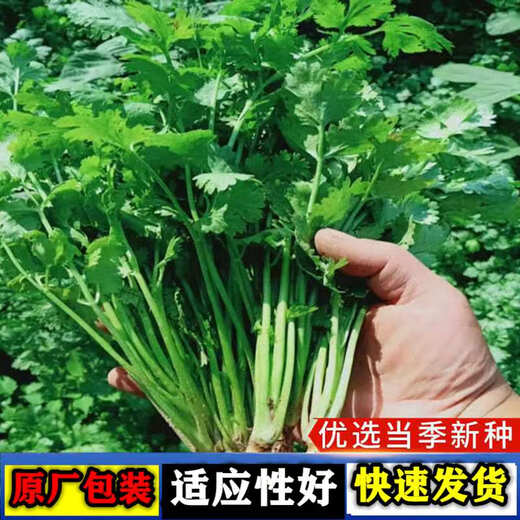 Four-season large-leaf coriander seeds, coriander seeds, courtyard, balcony potted plants, easy-to-grow vegetable seeds, coriander seeds, 1 bag, about 500 grams