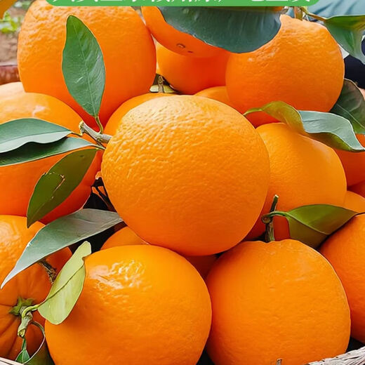 Jinan fresh, Gannan navel oranges, freshly picked Jiangxi oranges, seasonal fresh fruit gift box for pregnant women, color box 10 Jin Jin equals 0.5 kg, single fruit 220-330g, net weight 9 Jin Jin equals 0.5 kg, super fruit