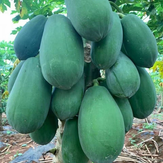 High-yielding papaya seeds, Hainan red heart papaya seeds, milk papaya fruit seed seedlings, papaya seeds for all seasons, Hongfei papaya seeds 100 capsules + rooting powder
