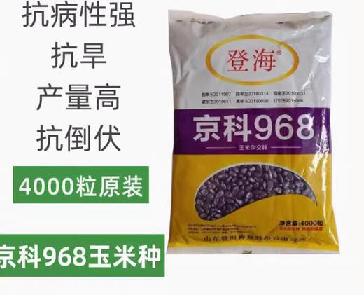 Jingke 968 high-yielding corn seeds, short stems and double sticks, drought and waterlogging resistance, disease resistance and lodging resistance, nationally approved by the Academy of Agricultural Sciences Jingke 968-4000 grains (one acre of land) Song Dynasty vegetable seeds