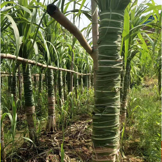 Asarum Guangxi Muge White Jade Sugar Cane Seeds Authentic Glass Crisp Seedlings Origin Straight Hair with Buds Delivered 3 Roots