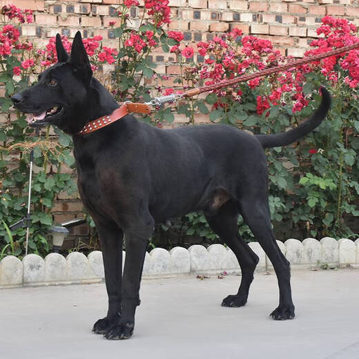 Medium and large dog leash cowhide dog chain golden retriever explosion-proof dog walking rope collar 3.5 black cowhide collar + leash set