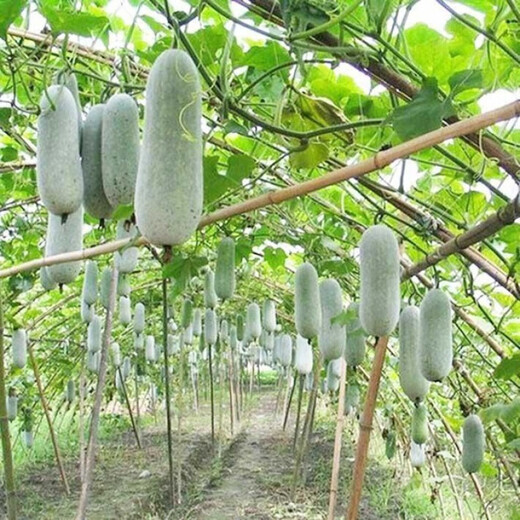 One melon per section, winter melon seeds, hairy section melon, small winter melon, stable yield for all seasons in spring, potted vegetable seeds, 50 pieces, pink-skinned winter melon
