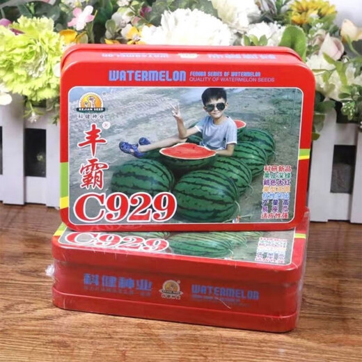 Fengba C929 watermelon seed round melon with thin skin, super sweet, medium and late maturity, high yield and disease resistance base, special for Fengba C929 one can (50g)
