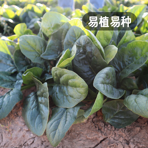 Fengming Yashi cold-resistant round-leaf spinach seeds four-season vegetable seed spinach winter-resistant spinach seeds 1000 capsules