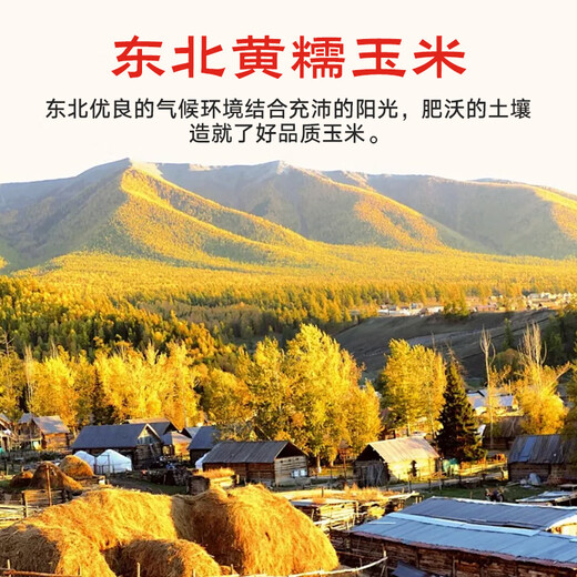 Jingxiansheng Northeast yellow corn on the cob 200g 8 cobs of 25-year-old new corn Vacuum sticky corn Multiple packaging Straight from the source