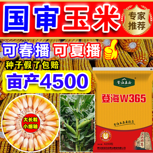 Полная коллекция крепких семян кукурузы, высокая урожайность, короткие стебли, устойчивы к полеганию, засухе и переувлажнению, не плесневеют, крупные твердые стебли, быстрое обезвоживание, стандарты Академии сельскохозяйственных наук, национальное одобрение Дэнхай, около 4200 зерен.