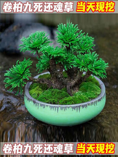 Shantou Lincun Selaginella nine-dead resurrection grass desktop flowers and plants bonsai potted rockery combination absorbent stone calamus orchid 1 single seedling shipped with original soil without pallet