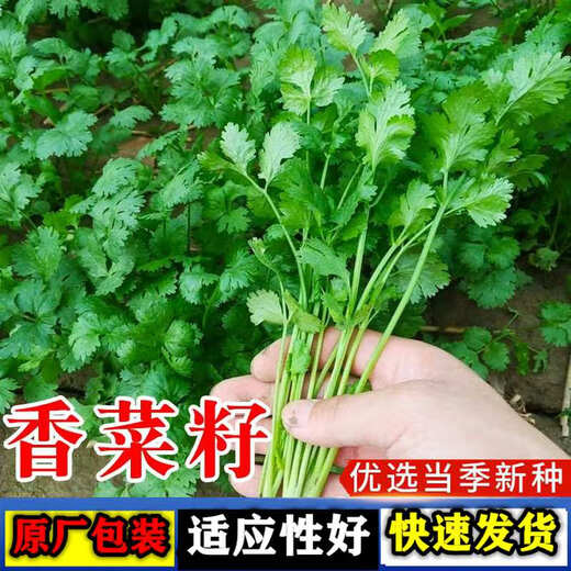 Four-season large-leaf coriander seeds, coriander seeds, courtyard, balcony potted plants, easy-to-grow vegetable seeds, coriander seeds, 1 bag, about 500 grams