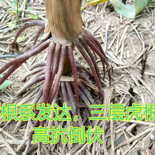 Suiyiman Jingke 968 high-yielding corn seeds, short stems and big sticks, drought-resistant and high-temperature resistant purple gold version white shaft corn seeds purple gold version original 4000 grains 3 bags
