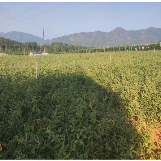 Thousands of Jin Jin is equal to 0.5 kg. Pulled seeds small leaf red skin Chinese herbal medicine Diao Ma Zhuang seeds Chinese herbal wild one-root seedlings drilled into the ground wind saplings. Thousands of Jin Jin is equal to 0.5 kg. Pulled seeds are 0.2 Jin Jin is equal to 0.5 kg. Does not include pots.