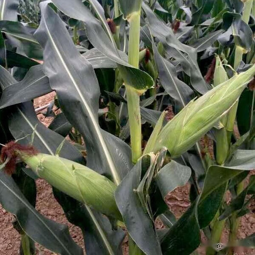 穗益满NK718双棒国审玉米种子大全非转基因矮杆大棒苞米种大紫杆苞谷 NK718 升级抗锈版 【2斤装】种植6分地