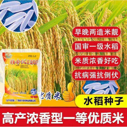 New species of Tianxiangyou 2115 Zhuangxiangyou 1205 hybrid high-yielding rice seeds, strong-flavor first-grade rice, long-grain fragrant rice, single-agent package, insecticide + bactericide + bird repellent *1 set