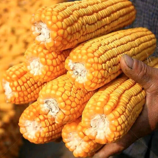 Suiyiman Jingke 968 high-yielding corn seeds, short stems and big sticks, drought-resistant and high-temperature resistant purple gold version white shaft corn seeds purple gold version original 4000 grains 3 bags