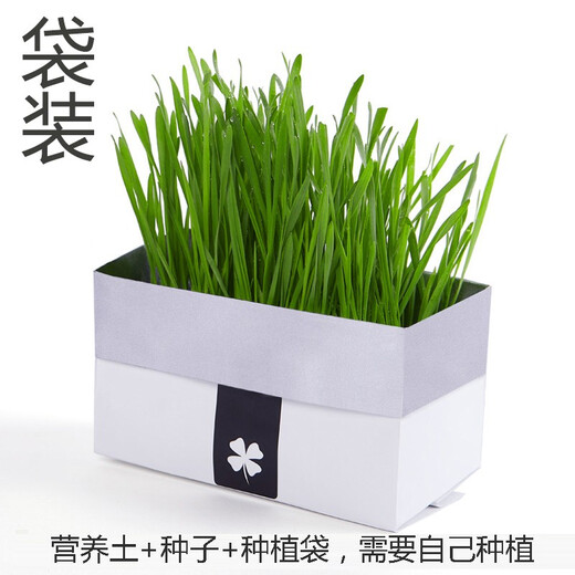 Greedy Horse Cat Grass Seeds Cat Mint Hair Removal Balls Cat Snacks Teeth Cleansing Cat Grass Hydroponic Seeds Cat Grass DIY Nutritional Soil Bags*3
