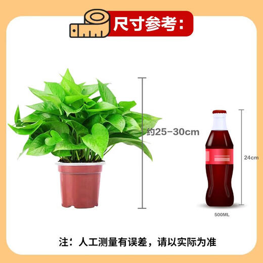 Shuangmeng potted green radish formaldehyde removal flowers and green plants office new house air purification 110 styles 10 pots straight from the source