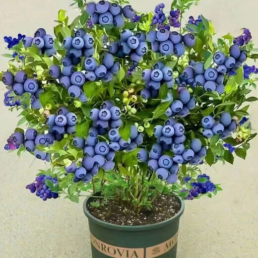 Two harvests, four-season blueberry seedlings potted for ground planting, fruit tree seedlings in the south and north, indoor potted plants, Blue Rain, high yield in two seasons, one-year seedlings, one package shipped with soil