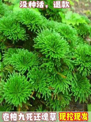 Shantou Lincun Selaginella nine-dead resurrection grass desktop flowers and plants bonsai potted rockery combination absorbent stone calamus orchid 1 single seedling shipped with original soil without pallet