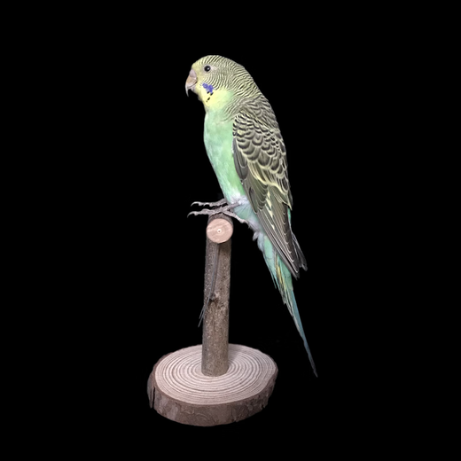 Benxin farm home furnishings, bird specimens, fake birds, simulated birds, parrot specimens, wall hangings, feathers, blue tiger skin