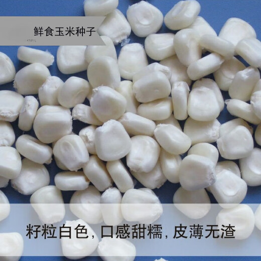 New species in stock Wannuo 188 sweet waxy corn seeds high-yield big sticks for sowing in all seasons. New species Wannuo 188 original 4 Jin Jin equal to 0.5 kg, about 5000 grains