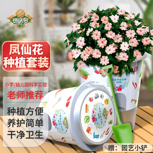 Devodo Impatiens Seed DIY Children's Fun Planting Potted Set Plant Observation Cup Children's Day