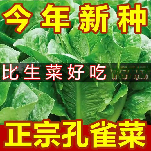 
Heat-resistant peacock seeds can be eaten raw in all seasons with high nutritional upright lettuce seeds pastoral potted salad lettuce [improved - 5,000 selected original seeds] not growing 869 peacock seeds (scattered to live) heat-resistant and easy