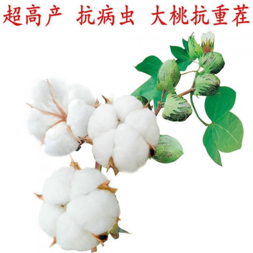 Miao Chongchong Xinjiang Cotton Seeds High Yield Lazy Man Thousand Jin Jin is equal to 0.5 kg Wang Datian Planting Xinjiang High Yield Cotton Seeds This Year's New Seeds Package Selected 100