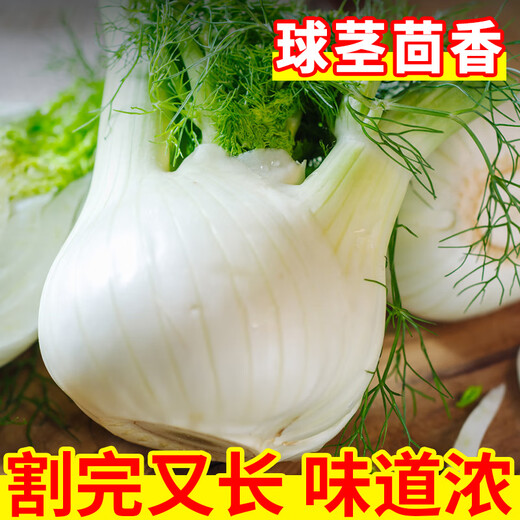 Farmer likes fruit bulb fennel seeds cut stubble fennel seeds bulbing Dutch four-season vegetable potted fragrant seeds bulb fennel seeds 100 pieces * 1 bag