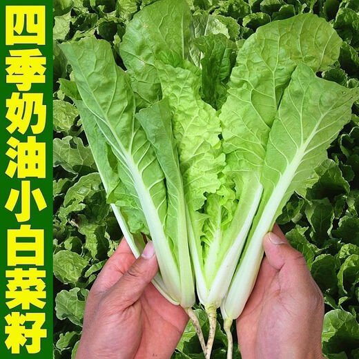 Early maturing creamy cabbage seeds. Vegetable seeds for sowing in all seasons in spring, summer and autumn. Vegetables grown in balcony fields. Planting at 15 degrees for all seasons. Creamy cabbage seeds. Selected 1 pack of approximately 1112 seeds.