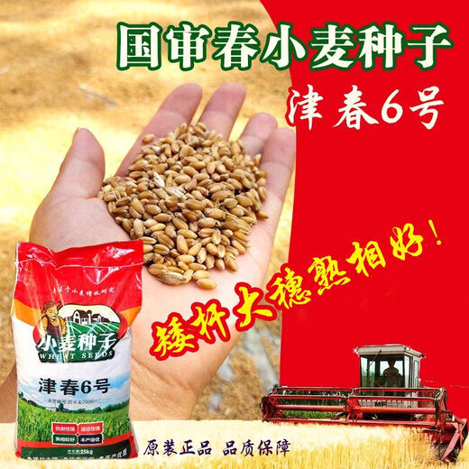 Newly planted Guoshen Jinchun No. 6 spring wheat seed Jimai 22 field high-yielding short stems, large ears, early maturing lodging-resistant wheat z Jimai 22/2 Jin Jin equal to 0.5 kg package/autumn and winter wheat