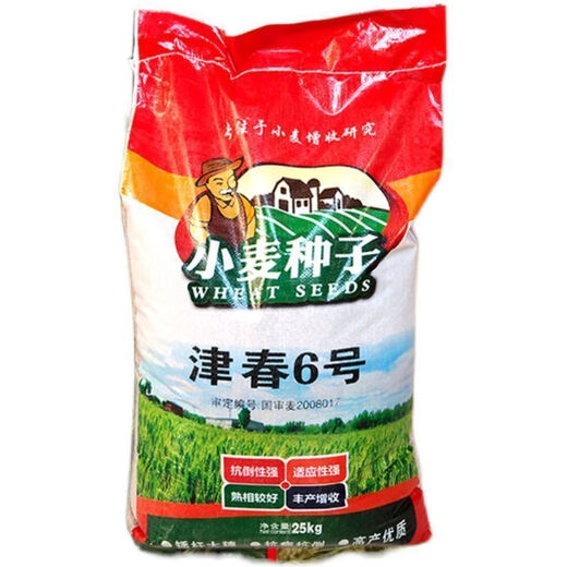 Newly planted Guoshen Jinchun No. 6 spring wheat seed Jimai 22 field high-yielding short stems, large ears, early maturing lodging-resistant wheat z Jimai 22/2 Jin Jin equal to 0.5 kg package/autumn and winter wheat