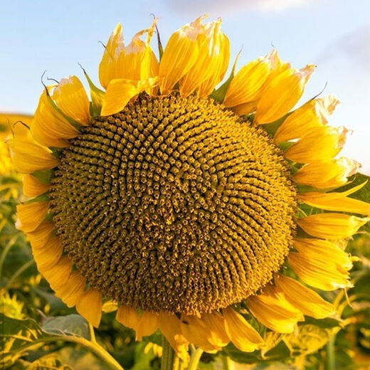 Large edible sunflower seeds, melon seeds, large, plump sunflower seeds, edible sunflower seeds, original 5 packs of 130 capsules