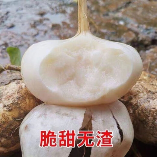 Muma Mountain Sweet Potato Seeds, White Sweet Potato Seeds, Cold Potato Seeds, Muma Mountain Sweet Potato Seeds, Selected Grains, 2 Packs, Approximately 100 capsules