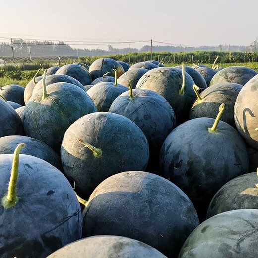 Dayu 8424 watermelon seeds are suitable for southern rock sugar unicorn melon seeds, early-maturing and thin-skinned, Holiday jade unicorn watermelon seeds 300 capsules
