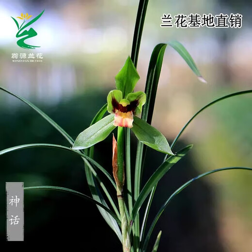 Wengyuan Orchid, Spring Orchid, Myth Thin Leaf Grass, Flower Tongue Colorful Qinhua Qinbud Strong Fragrance Green Plant Potted Plant, Myth 5 Seedlings, Random High-End Purple Clay Pot Plants