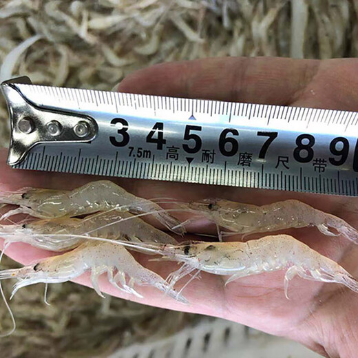 Chagan Lake shrimp, Xiuli white shrimp, small river shrimp, fresh frozen river shrimp, fresh water, fresh water, lake shrimp 250g (net weight) 2 pieces minimum