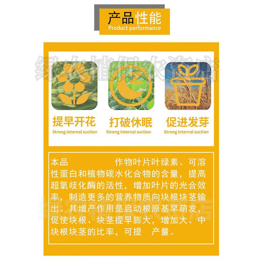 Miracle King Choline Chloride Garlic Ginger Atractylodes Lettuce Sweet Potato Peanut Beet Radish Yam Expansion Growth Regulator 200ml*1 Bottle