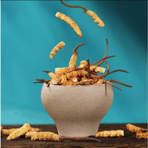 Cordyceps sinensis Áreas tibetanas Cordyceps sinensis La hierba rota es más asequible para comer a los corredes secos nutritivos nutridos de masa seca en vino y hacer polvo para hacer sopa. 5 gramos de Big Cordyceps sinensis dan crisantemos