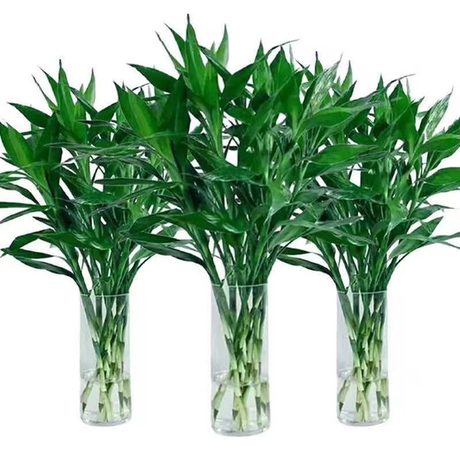 Lucky Bamboo, hydroponic plants shipped from Guangzhou, good for lazy people, a gift for Buddha in the office, Chinese Valentine's Day, Lucky Bamboo 60cm, 10 pieces