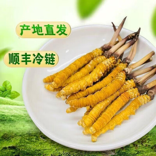2025新鲜冬虫夏草头期精选鲜虫草顺丰冷链产地直发大号鲜草 西藏新鲜虫草每条0.5克20条装