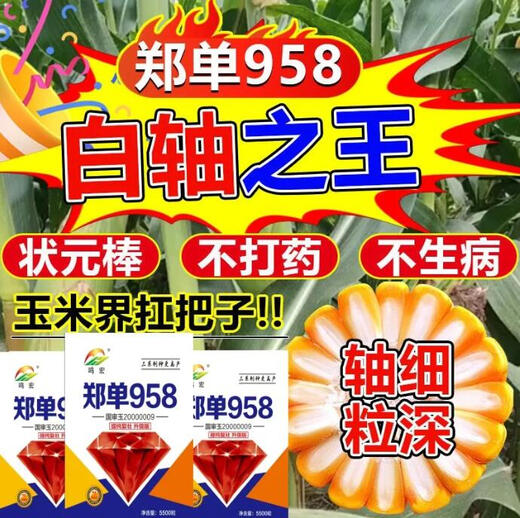 Zhengdan 958 national-approved high-yielding corn seed Zhengdan 958 Daquan big stick white shaft resistance to lodging and drought resistance short stem bract Academy of Agricultural Sciences Mi Kefeng Zhengdan 958 1 bag 4Jin Jin is equal to 0.5 kg