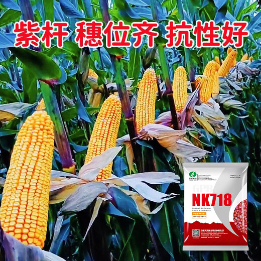 穗益满NK718双棒国审玉米种子大全非转基因矮杆大棒苞米种大紫杆苞谷 NK718 升级抗锈版 【2斤装】种植6分地