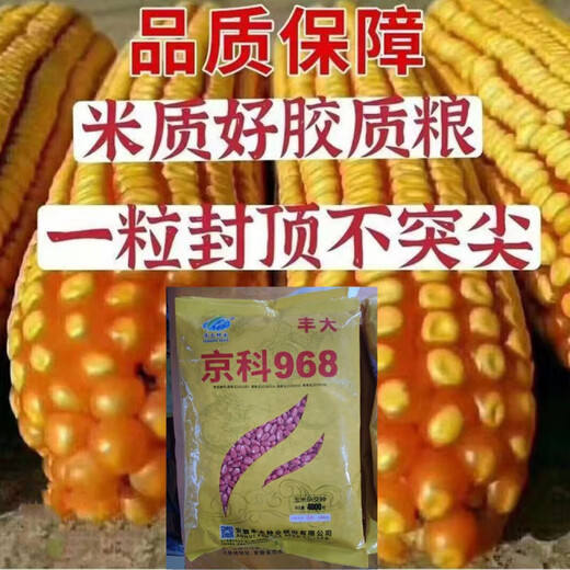 Wholesale corn seeds, short stems, double stems, drought and waterlogging resistance, disease resistance and lodging resistance, Academy of Agricultural Sciences National Approval, Jingke 968-4000 grains, one acre of land