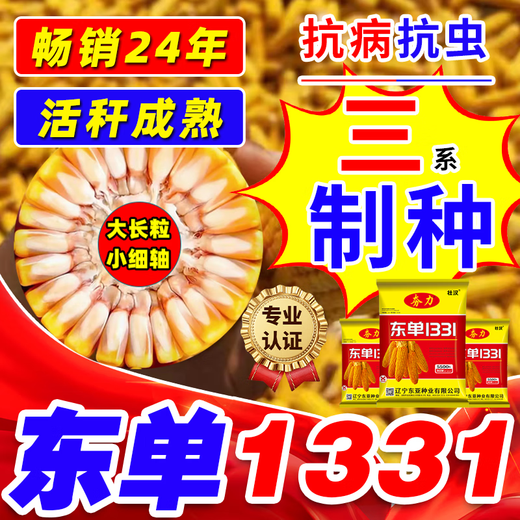 Zhuanghan Dongdan 1331 corn seed collection, twin dwarf lodging resistance, disease resistance, hard big horse tooth big stick corn seed, purity level one, about 3.8 Jin, Jin is equal to 0.5 kilograms