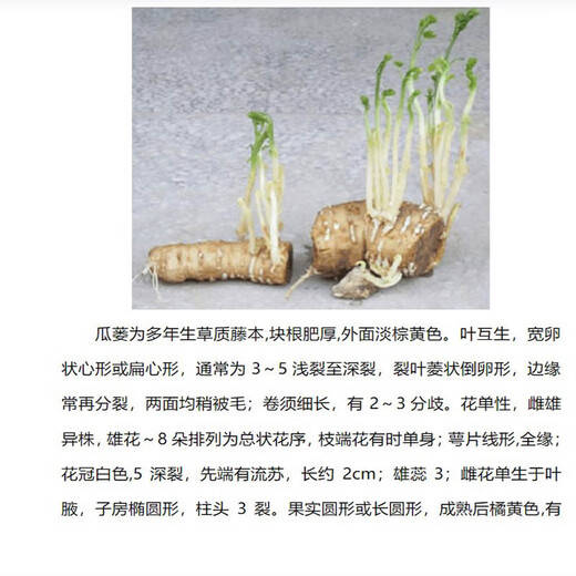 Kludong 24 Tianzhu Mountain new seedlings Trichosanthes melon seedlings No. 9 seedlings No. 20 melon seedlings root seedlings Chinese medicinal materials hanging melon seed seedlings Gualou seedlings No. 20 live seedlings 5