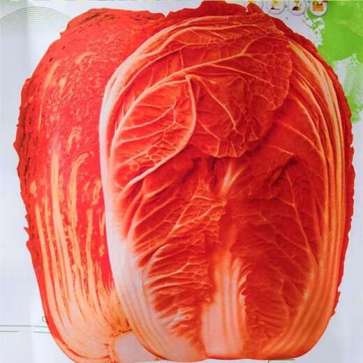 Fire Phoenix Chinese Cabbage Seeds Red Cabbage Seeds are disease-resistant, high-yielding and high in calcium. Orange and Red Cabbage are easy to grow in farmers’ fields. Matched Edition. Fire Phoenix Cabbage Seeds. Premium - New Seeds. 2 packs of approximately 399 capsules.