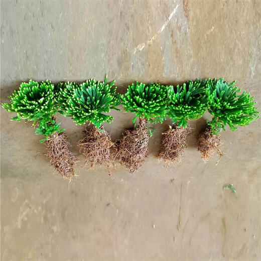 Shantou Lincun Selaginella nine-death resurrected grass tabletop flowers and plants bonsai potted rockery combination absorbent stone calamus orchid 5 single seedlings height and height combination without tray