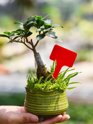 Gardening label plastic ground waterproof plug-in succulent plant T-type 1-type hanging tag flower potted small succulent label 3 colors 30 pieces