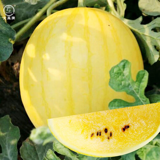 Dayu Yellow Heart Watermelon Seeds, Early Maturity, Yellow Skin, Red Flesh, Yellow Flesh, Special Xiaofeng Watermelon Seeds, Southern Fruit, Golden Beauty Watermelon Seeds, 100 Yellow Skin, Yellow Flesh